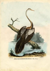 Schlangenhalsvogel, 1863-79